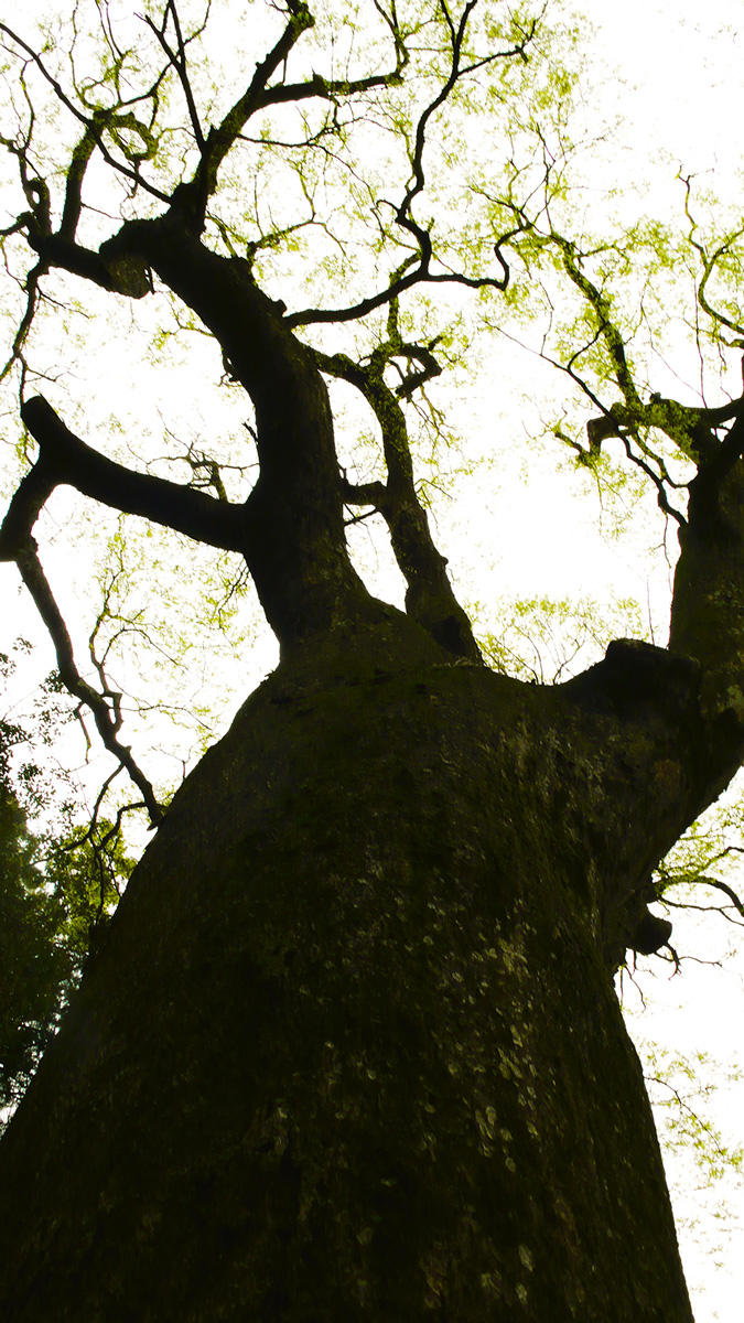 2023年3月30日 宮崎県高千穂町_その4