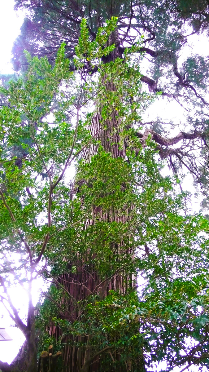 2023年3月30日 宮崎県高千穂町_その5