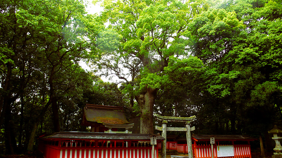 2023年5月19日 大分県宇佐八幡宮_その4