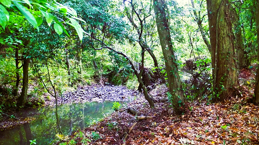 2023年5月19日 大分県宇佐八幡宮_その5