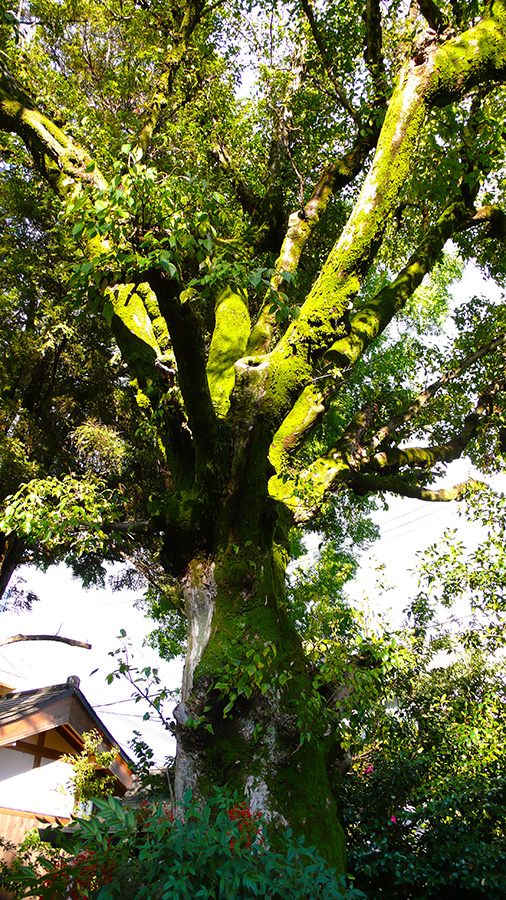 2023年11月17日 京都府京都市_その2