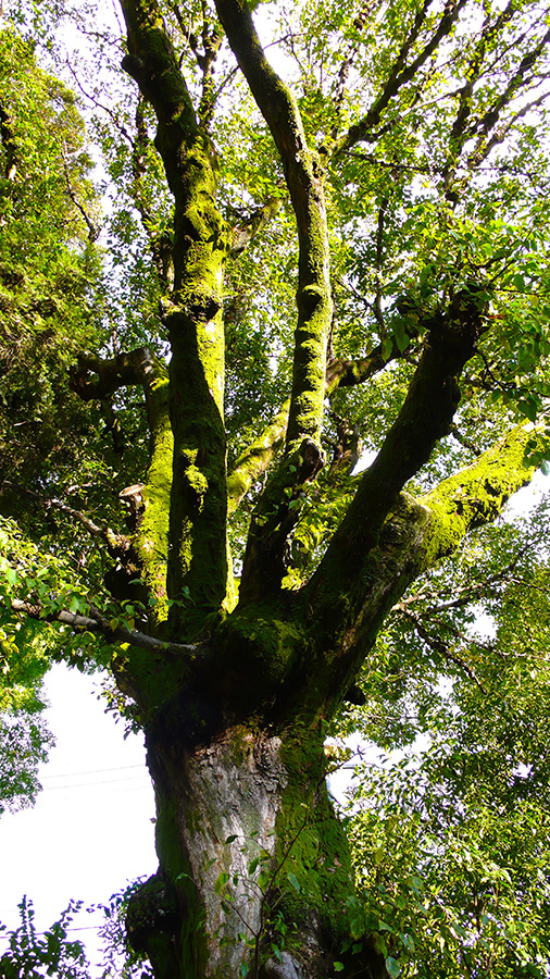 2023年11月17日 京都府京都市_その3