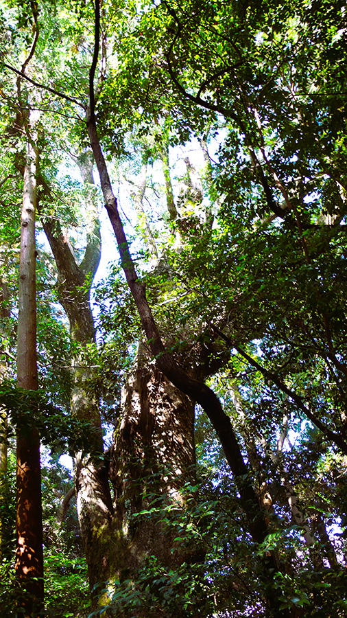 2024年11月4日 三重県伊勢外宮_その9